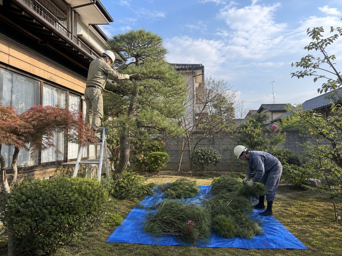 庭木の剪定を行う作業の様子